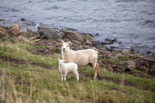 Two sheep, a mother and child next to the ocean