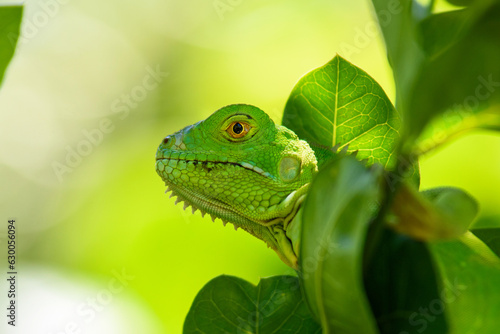 Iguana verde entre hojas.