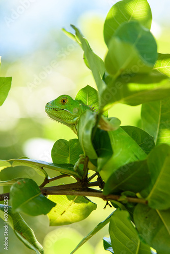 Iguana verde entre ramas.