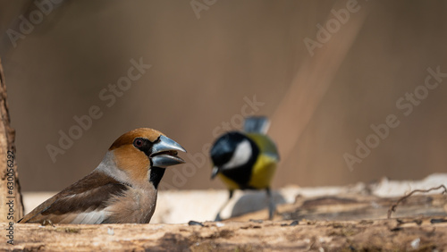 Photographie The colorful hawfinch (Coccothraustes coccothraustes)