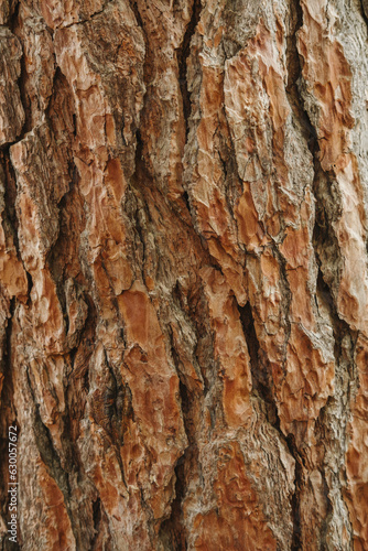 Vertical close up shot of beautiful natural textured pine tree bark made outdoors.