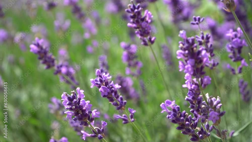 Purple lavender flowers. Flower in the field. Nature background. Grow a fragrant plant in the garden. Bee insects collect pollen. Summer flower honey plant closeup. Purple lavender flowers. Flower in the field. Nature background. Grow a fragrant plant in the garden. Bee insects collect pollen. Summer flower honey plant closeup.