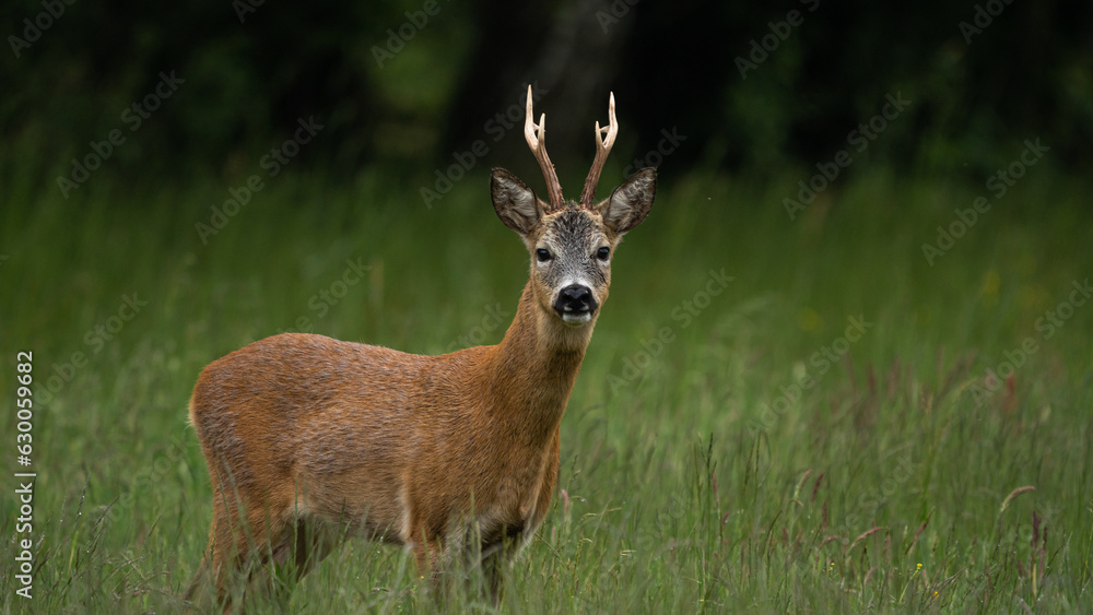 Male Roe Deer (Capreolus capreolus) with large antlers. Walks on a green meadow Male Roe Deer (Capreolus capreolus) with large antlers. Walks on a green meadow