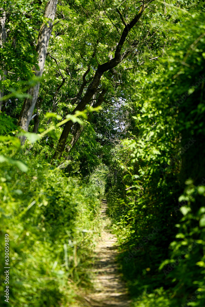 Narrow path in densely overgrown nature reserve, national park with blur gradient Narrow path in densely overgrown nature reserve, national park with blur gradient