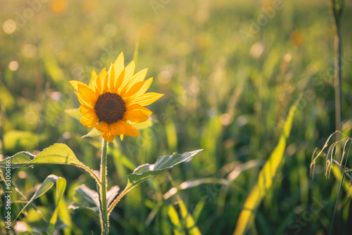 Beautiful sunflower in the field at sunset. Concept of summer  sun
