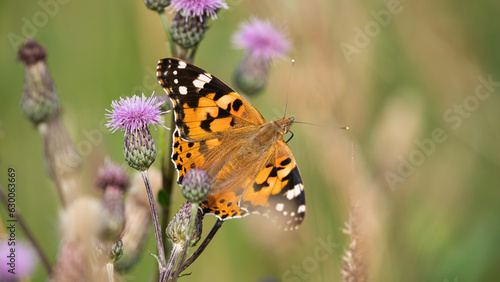 Painted Lady (Vanessa Cardui) warms up in the sun with open wings