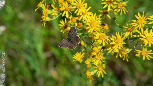 Sooty copper (Lycaena Tityrus) butterfly on yellow wildflowers