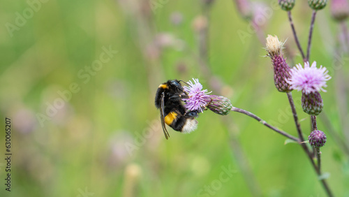 Early Bumblebee (Bombus pratorum) gathering nectar from Sheep's-Bit (Jasione montana) flower in the field