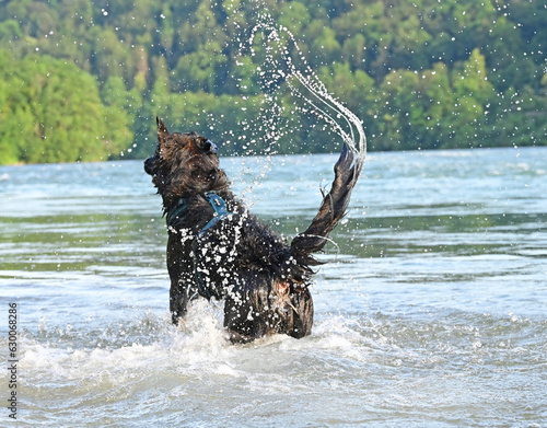dog funny in the water