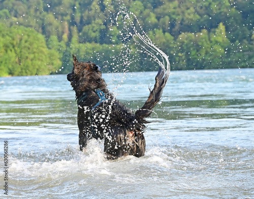 dog funny in the water photo