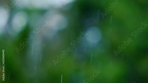 Wallpaper Mural rain falling in green forest Torontodigital.ca