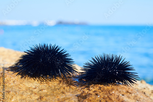Black sea urchins sticking on the rock, Arbacia lixula