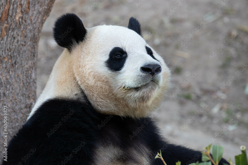 Close up Happy Panda in Everland, South Korea