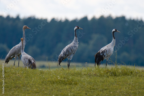 cranes in the swamp