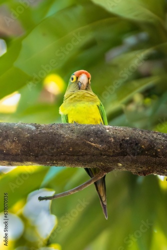 Perico sobre una rama