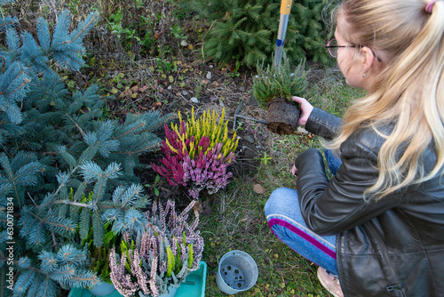 Young woman planting colorful heather in a garden near blue spruce in autumn.
