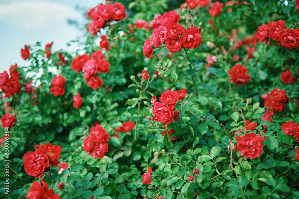 Bushes of blooming bright red roses in the garden.