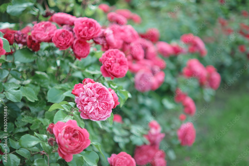 Bushes of blooming bright pink roses in the garden. Bushes of blooming bright pink roses in the garden.