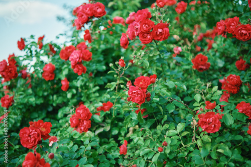 Bushes of blooming bright red roses in the garden.