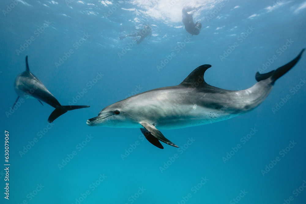 Bottlenose Dolphins family swimming underwater near tourists in Red Sea, Hurghada, Egypt. Bottlenose Dolphins family swimming underwater near tourists in Red Sea, Hurghada, Egypt.