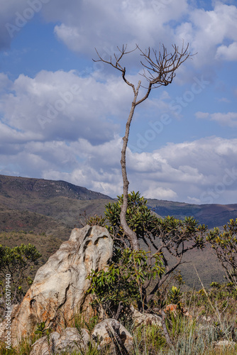 árvore pequena na Serra de Ouro Fino, cida de Brumadinho, Estado de Minas Gerais, Brasil photo