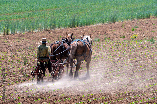 An Amish Farming Working the Fields With His Two Horses, on His Farm, on a Spring sunny Day