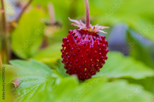 Macro view of bush with red garden strawberries.