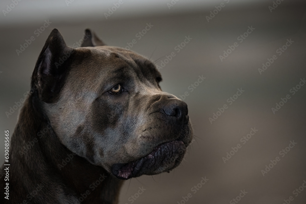 2022-07-11 CLOSE UP PROFILE OF A LARGE CANE CORSO WITH A BLURRY BACKGROUND 2022-07-11 CLOSE UP PROFILE OF A LARGE CANE CORSO WITH A BLURRY BACKGROUND
