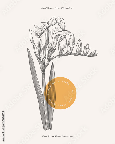 Freesia in engraving style. Summer garden flower, vector illustration. Botanical illustration for floral design in perfumery and cosmetology.