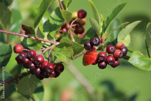 Aronia melanocarpa, black chokeberry. Unripe aronia berries in the garden. photo