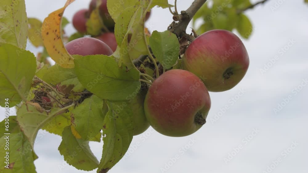 Ripe red apples sway from the wind on a tree branch slow motion Ripe red apples sway from the wind on a tree branch slow motion