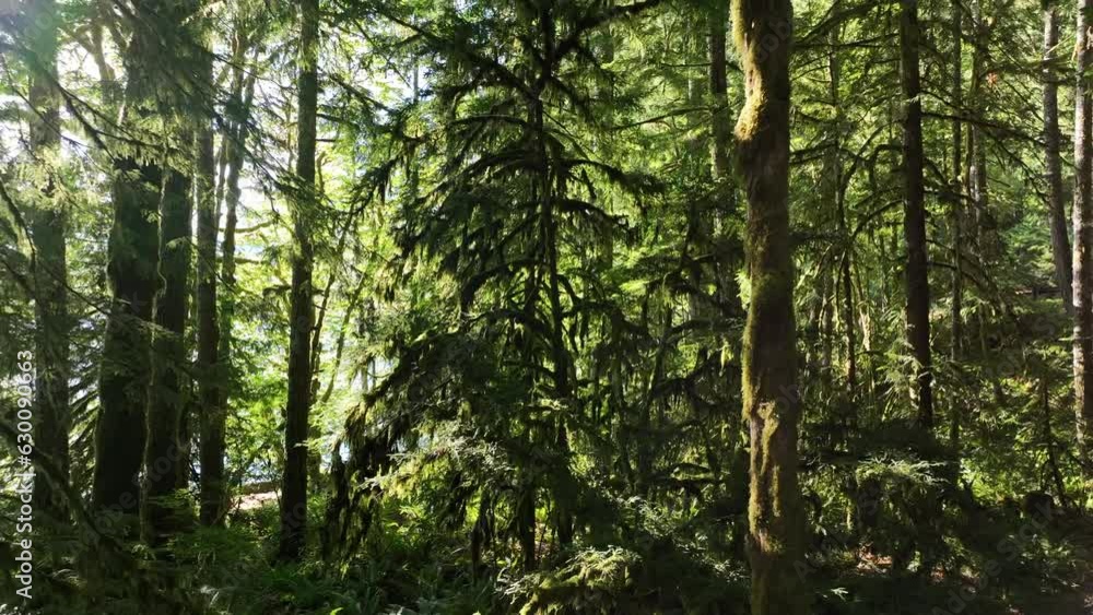 Moss-covered trees thrive on the Olympic Peninsula where one of the largest temperate rainforests in the U.S. exists. Receiving over 100 inches of rain annually, the region is lush with flora. Moss-covered trees thrive on the Olympic Peninsula where one of the largest temperate rainforests in the U.S. exists. Receiving over 100 inches of rain annually, the region is lush with flora.