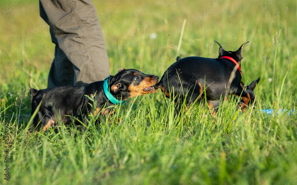 Two black and tan miniature pinscher puppies play at the feet of a man on a green lawn Two black and tan miniature pinscher puppies play at the feet of a man on a green lawn