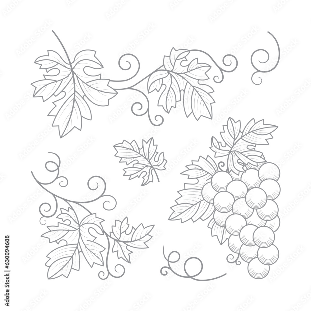 Grape bunch, grape vine and leaves. A hand-drawn vineyard elements outline vector illustration, captured in an elegant monochrome vintage style. Part of set.