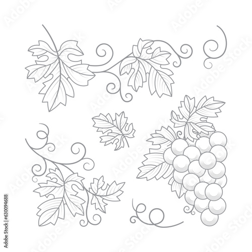 Grape bunch, grape vine and leaves. A hand-drawn vineyard elements outline vector illustration, captured in an elegant monochrome vintage style. Part of set.