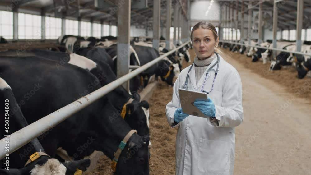 Portrait of mature Caucasian vet wearing white coat and latex gloves holding digital tablet standing in cowshed looking at camera Portrait of mature Caucasian vet wearing white coat and latex gloves holding digital tablet standing in cowshed looking at camera