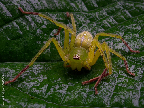 Close up of green huntsman spider, India