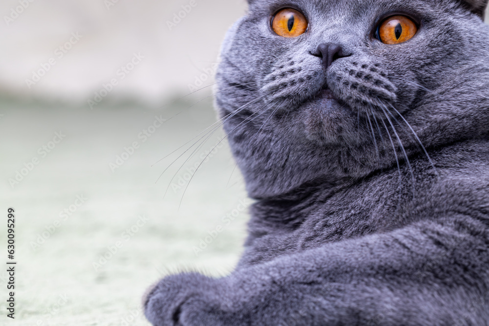 cat with orange eyes is laying on a white surface. Grey Scottish fold cat resting and boring 