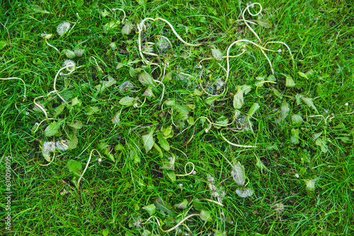 dead weeds after applying herbicide on a grass lawn photo