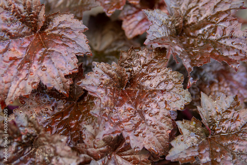 detail of Heuchera micrantha with red leaves and small water drops photo