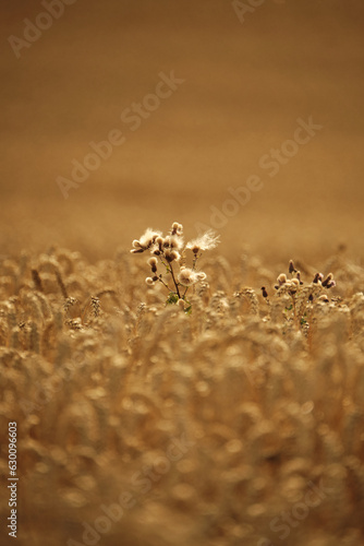 plant in a middle of a grain field