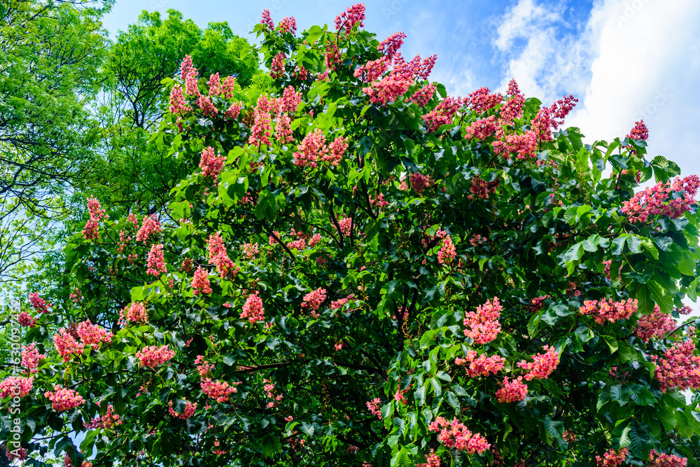 Red horse chestnut (Aesculus carnea) blossoming at spring