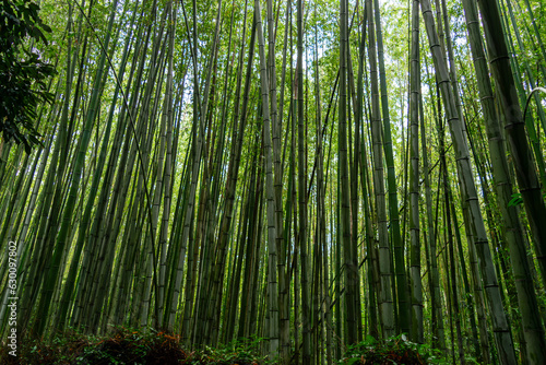 bamboo forest background