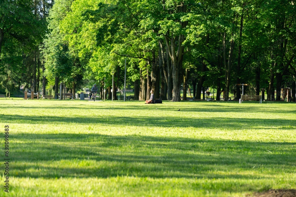 Obraz premium Trees in the forest during summer, autumn or winter.