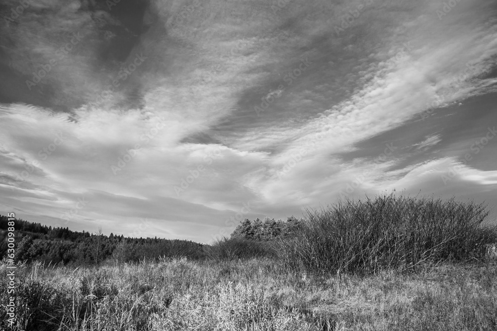 Trees in the forest during summer, autumn or winter. Trees in the forest during summer, autumn or winter.