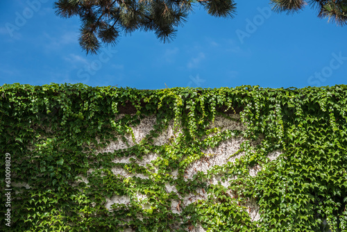 a garden wall grown with climbing vine