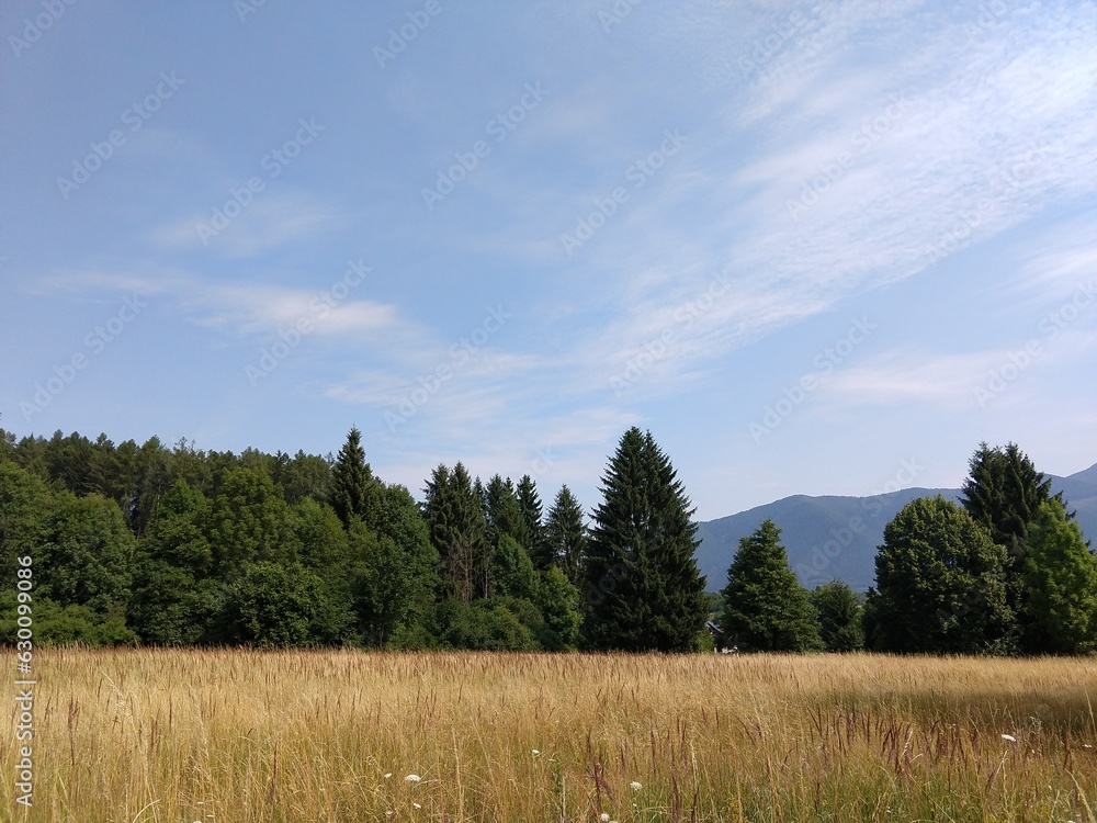Trees in the forest during summer, autumn or winter. Trees in the forest during summer, autumn or winter.