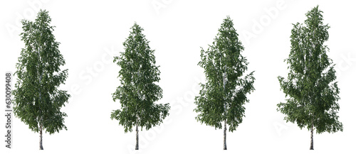 Set of Birch trees betula trees isolated png in sunny daylight on a transparent background perfectly cutout 