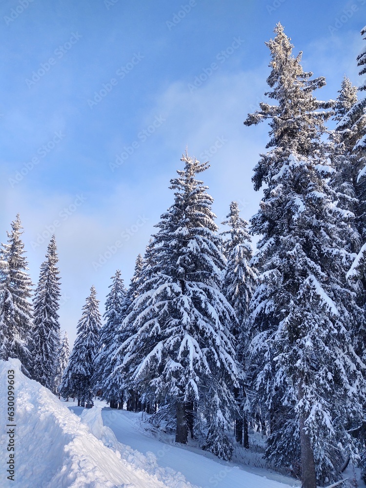 Trees in the forest during summer, autumn or winter. Trees in the forest during summer, autumn or winter.