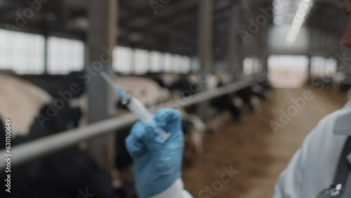 Selective focus close-up shot of doctor preparing syringe then going to vaccinate cow in modern farm